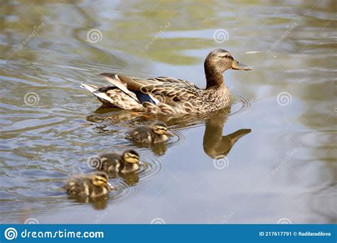 Mother And Mallard Ducklings In Nature Baby Ducks Stock Image Image