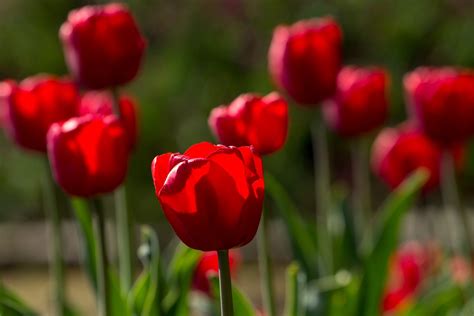 Free Images Light Field Meadow Flower Tulip Spring Red Macro