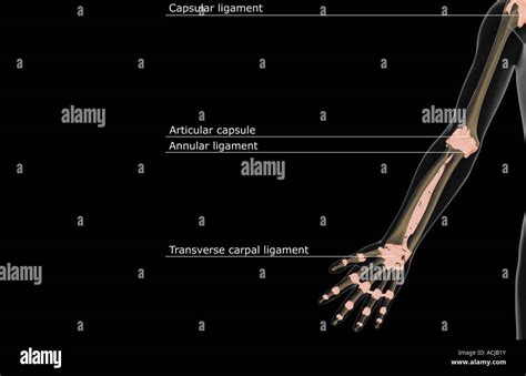 The Ligaments Of The Upper Limb Stock Photo Alamy