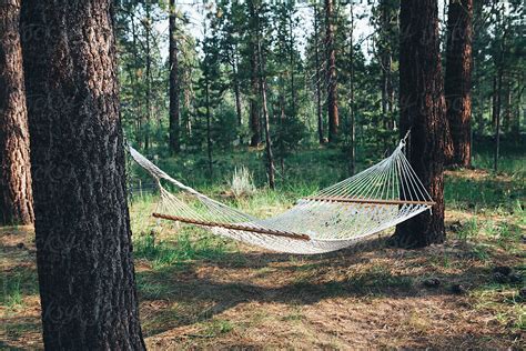 Hammock Hanging Between Two Large Pine Trees In Forest Stocksy United