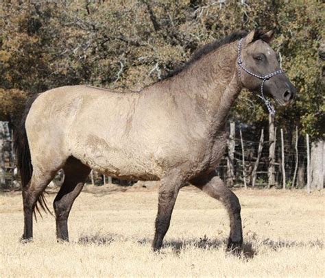 Curly Horse Bashkir Curly Horses American Bashkir Curly Stag