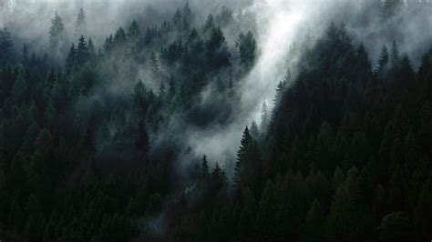 Hd Wallpaper Green Pine Trees With Fog Pine Trees With White Smoke