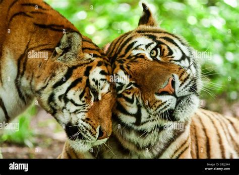 Male And Female Tiger In A Romantic Pose In Their Natural Habitat Stock