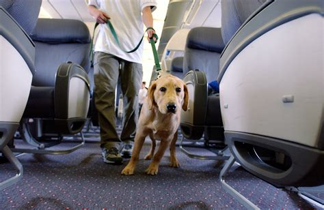 Top 10 Pet Friendly Airlines That You Need To Know Easemytrip