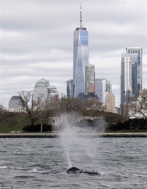 Humpback Whale In New York Harbor Ready For Closeup At Statue Of