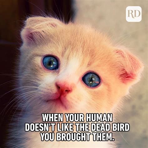 45 Cat Memes Youll Laugh At Every Time Readers Digest