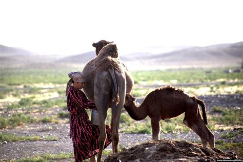 Camel Breeding In Uzbekistan