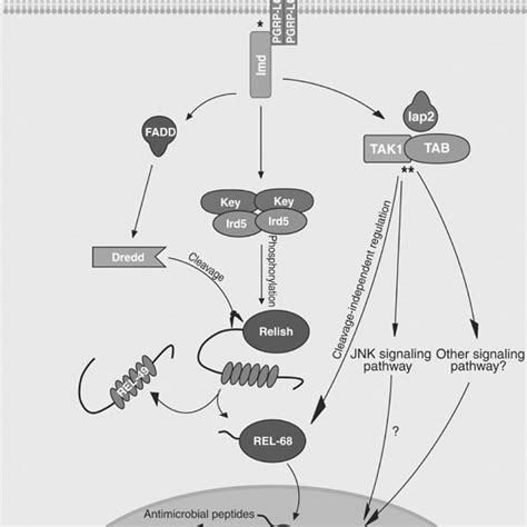 Schematic Representation Of The Imd Signaling Pathway In Drosophila S2 Download Scientific