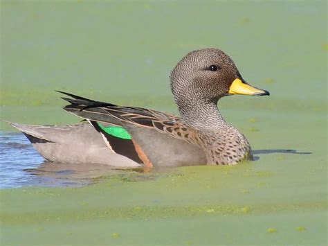 Female Yellow Billed Teal Anas Flavirostris By Claudio Timm Formerly