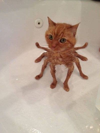 An Orange Cat Sitting In A Bathtub With It S Legs Spread Out