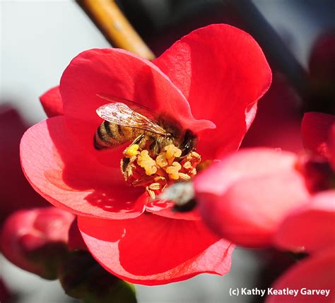 A Buffet For The Bees Bug Squad Anr Blogs