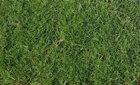 Pembekal Rumput Malaysia Bermuda Grass