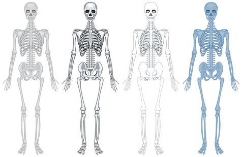Human Skeleton Bone Anatomy Diagram