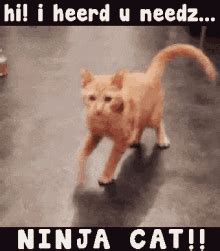 Cat memes are always in style. Ninja Cat GIFs | Tenor
