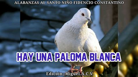 Hay Una Paloma Blanca Que Está Volando En Este Lugar Youtube