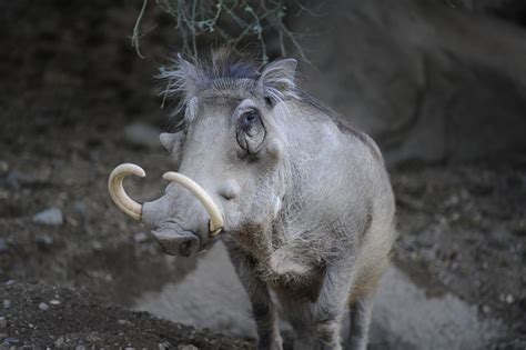 Warthog At The Living Desert Zoo African Horses Animals Animales