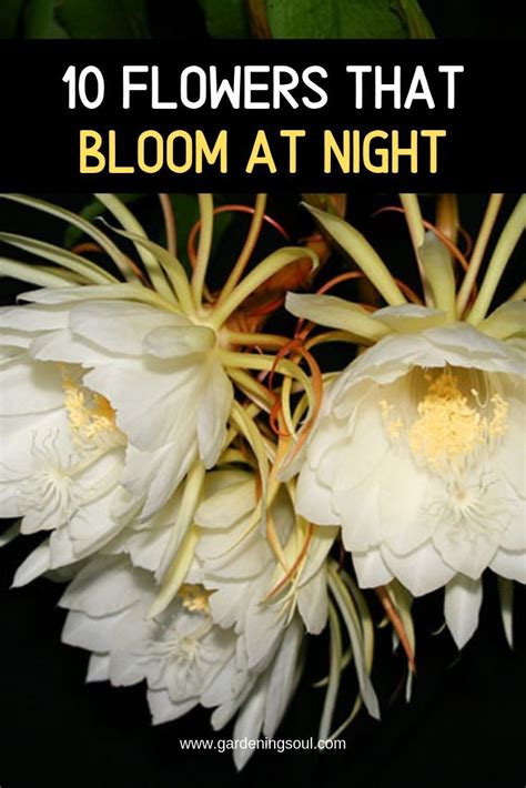 10 Flowers That Bloom At Night Night Blooming Flowers Fragrant