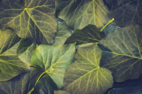 Beautiful Background Of Ivy Leaves Green Yellow Ivy Leaf Stock Photo