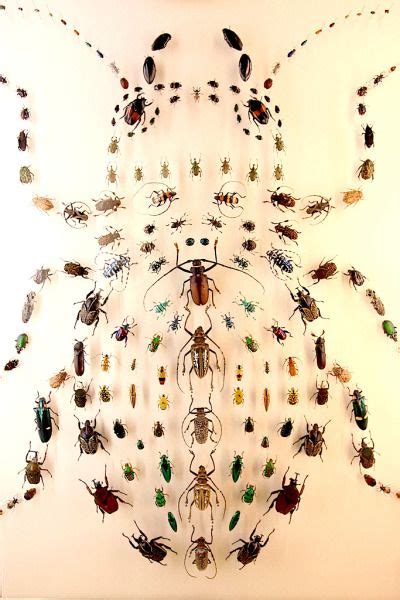 Art Comes First Inspirations Insect Art Bugs And Insects Beautiful