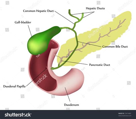 Diagram Of Liver And Pancreas The Liver Is The Largest Gland In The