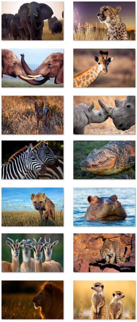Desktop Fun African Wildlife Theme For Windows • Pureinfotech