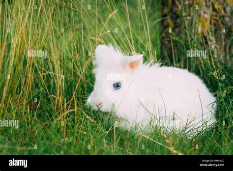Close View Of Cute Dwarf Decorative Miniature Snow White Fluffy Rabbit