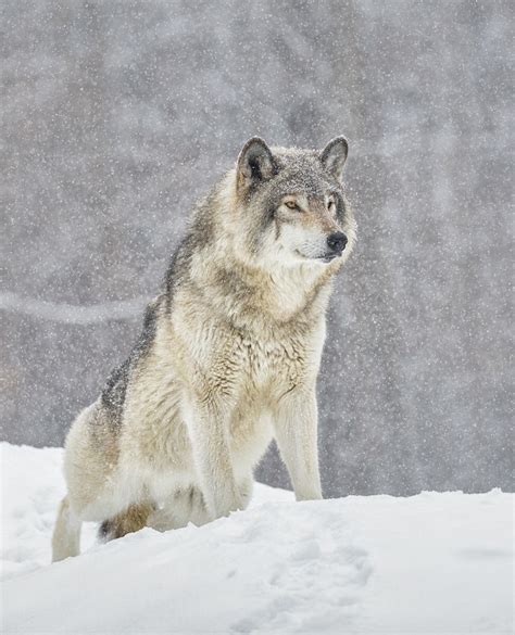 Grey Pride Grey Wolf Standing With Pride During A Snow Storm At Omega Park Wolves Wolf