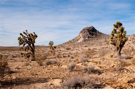 Desert Landscape