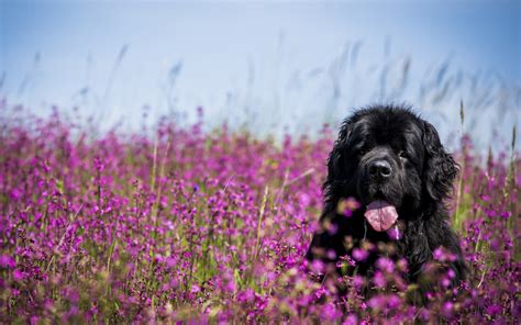 Download Wallpapers Newfoundland 4k Dogs Lawn Funny Animals Pets