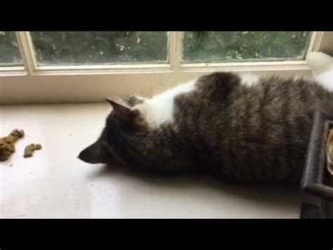 Almost all cats get them. Chronic Vomiting of undigested food in a cat - YouTube