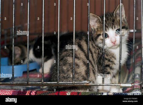 Sad Looking Abandoned Kitten Waiting To Be Adopted In Cage At Animal