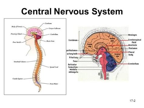 It gathers information from all over the body and coordinates activity. Central Nervous System Infections | Amsterdam ...