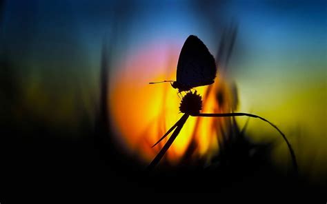Nature Macro Flowers Butterfly Silhouette Wallpapers