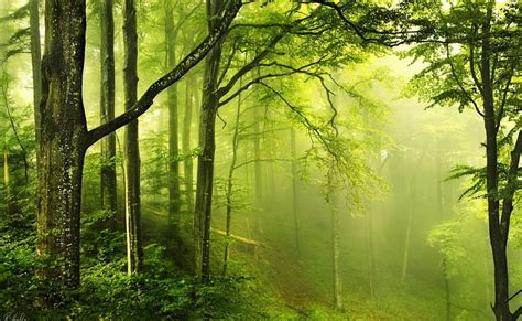 Beautiful Green Forest Forest Woods Trees Green Nature Hd