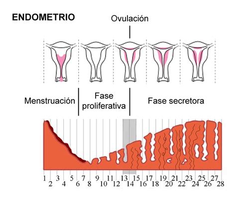 Embriologate Ciclo Ovárico Y Ovulación