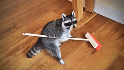 Cutesypooh Raccoon Funny Cute Raccoon Raccoon