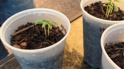 Growing Papaya From Seed Youtube