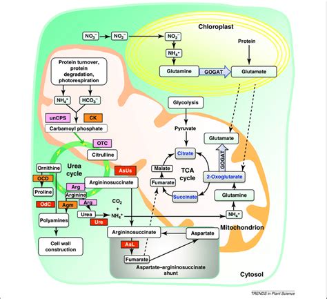 Metabolic Overview Showing The Links Between The Urea Cycle And Other
