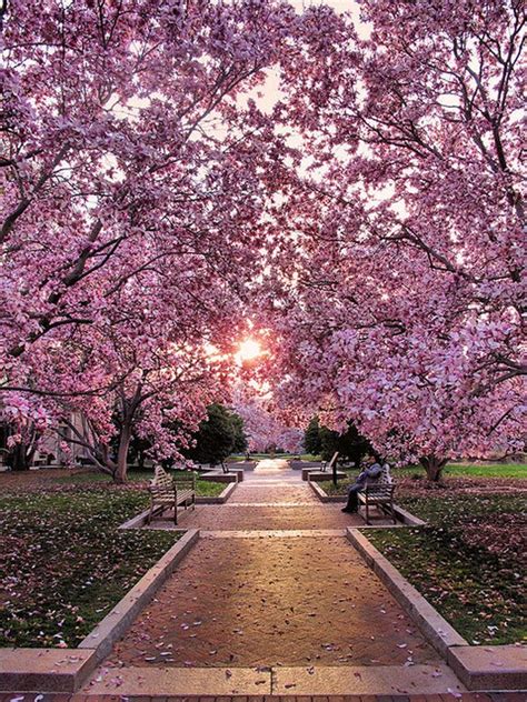 Washington Dc Cherry Blossoms Nature Pinterest