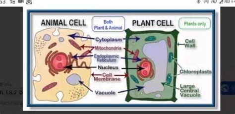 We did not find results for: 1)Draw a neat and clean diagram of Plant Cell and ...