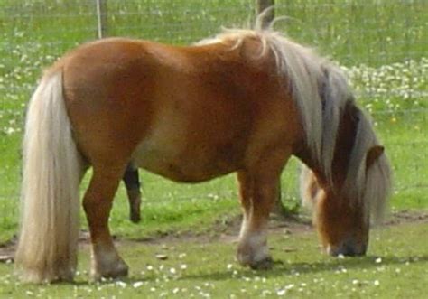 horses shetland ponies