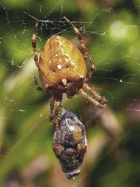 Garden Spider Wrapping Prey In Silk Stock Image C Science