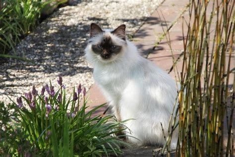 Birman Vs Ragdoll Which Breed Is Right For You With Pictures