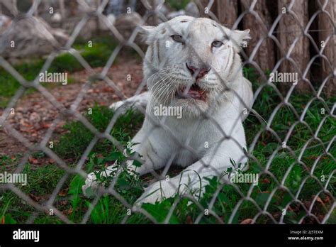 White Tiger In The Cage Animal In Captivity Stock Photo Alamy