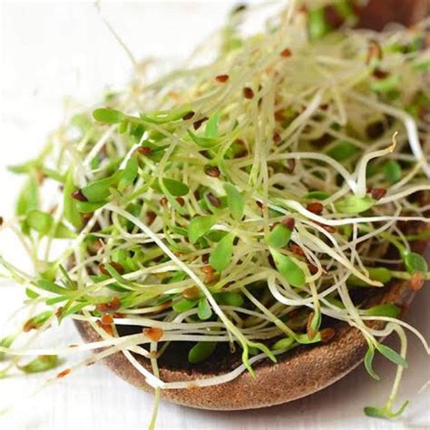 True Alfalfa Sprout Seeds Non Gmo Microgreens Salad Green Etsy