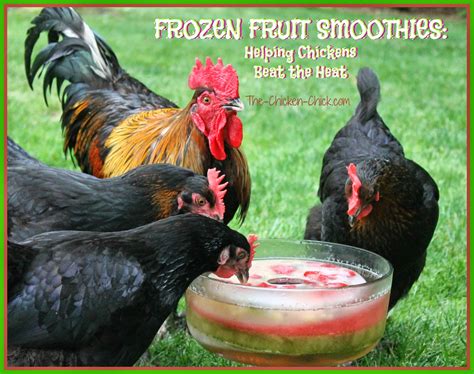 Frozen Fruit Smoothie Helping Chickens Beat The Heat The Chicken Chick