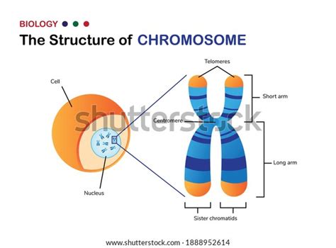 Biology Diagram Show Structure Chromosome Stock Vector Royalty Free