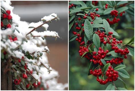 11 Winter Plants That Will Survive The Cold Weather Cold Weather