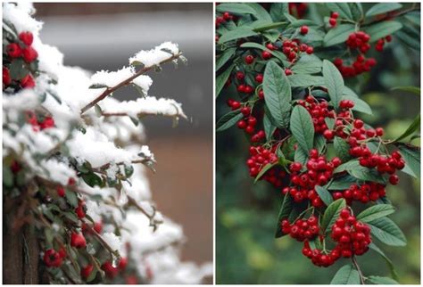 What kind of flowers can survive in winter. 11 Winter Plants That Will Survive the Cold Weather | Cold ...