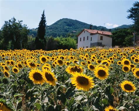 Field Of Sunflowers Tuscany Italy Wall Mural By Dietrich Leis Murals